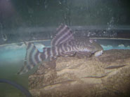 L-226 Iquitos Tiger Pleco